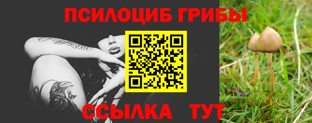 Псилоцибиновые грибы Cubensis  Можга 